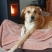 Tasha a rejoint le concours — aidez-le/la à gagner de superbes lots ! blanket, brown, comfort, couch, cozy, dog, domestic, fire, fur, furniture, household, indoor, light, paw, pet, relaxed, resting, stove, tile_floor, warmth