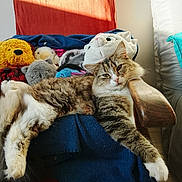 Poppy participe au concours pour gagner de l'argent avec cette photo : cat, fluffy, long_hair, tabby, white_paws, green_eyes, animal, pet, sitting, lounging, relaxed, sleepy, stuffed_animals, plush_toys, blanket, armchair, cushion, indoor, home, portrait
