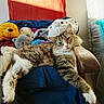cat, fluffy, long_hair, tabby, white_paws, green_eyes, animal, pet, sitting, lounging, relaxed, sleepy, stuffed_animals, plush_toys, blanket, armchair, cushion, indoor, home, portrait