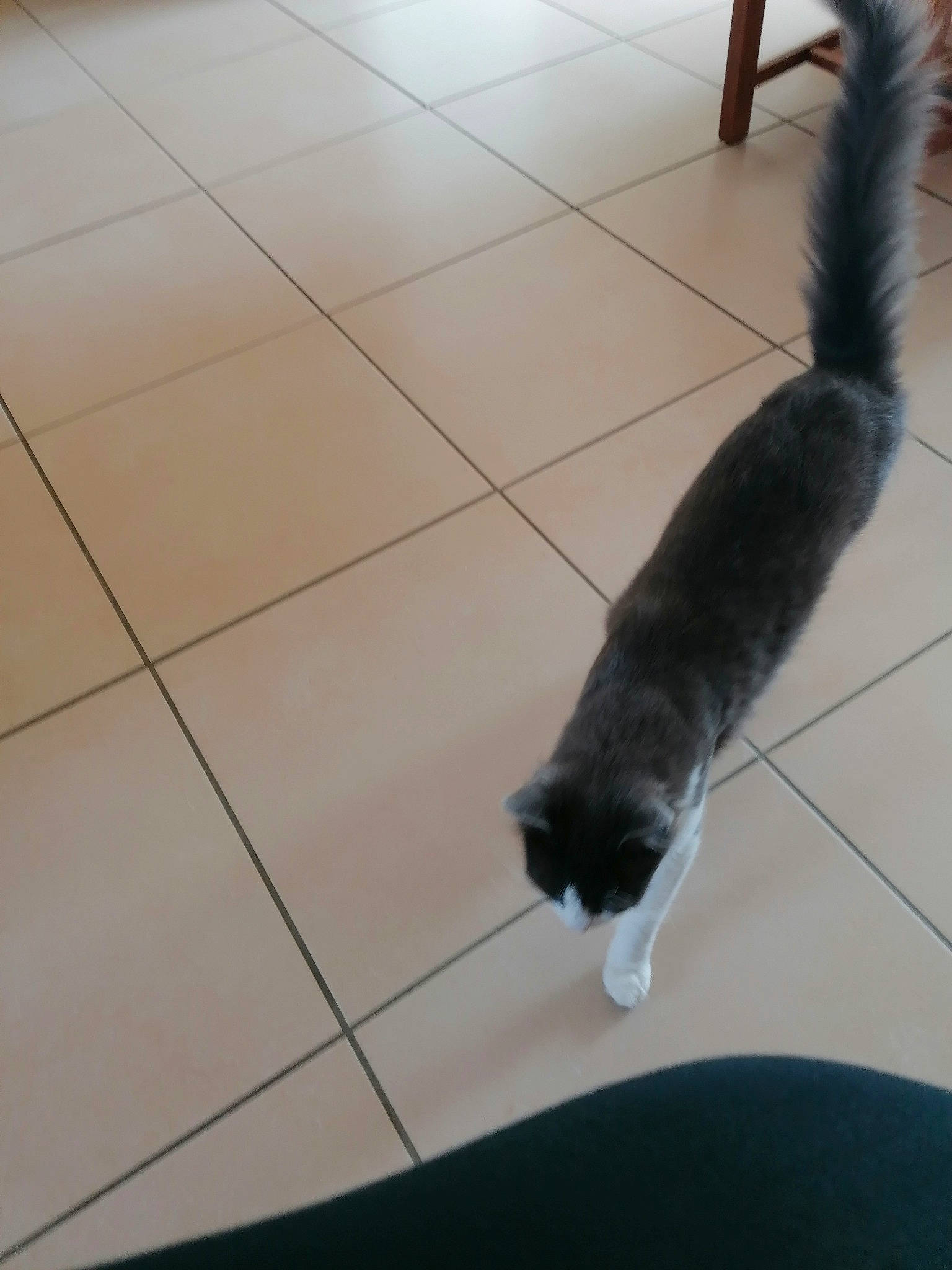 Baya participe au concours pour gagner de l'argent avec cette photo : canidae, carnivore, cat, claw, dog_breed, domestic_short_haired_cat, felidae, floor, flooring, fur, hardwood, human_leg, laminate_flooring, small_to_medium_sized_cats, tail, terrestrial_animal, tile_flooring, whiskers, wood, wood_flooring