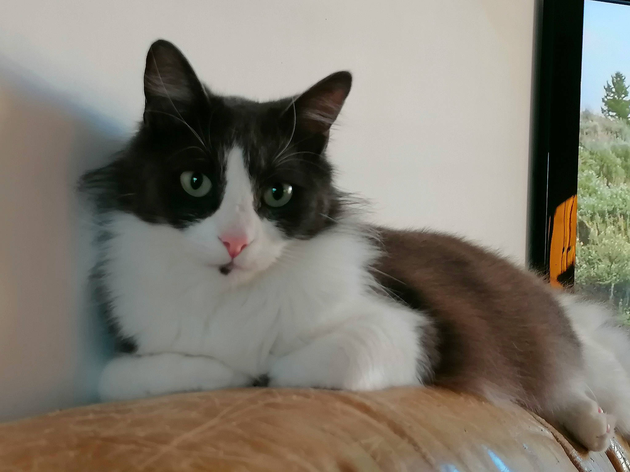 Baya participe au concours pour gagner de l'argent avec cette photo : box, carnivore, cat, comfort, domestic_short_haired_cat, felidae, fur, iris, plant, sitting, small_to_medium_sized_cats, snout, tail, whiskers, window