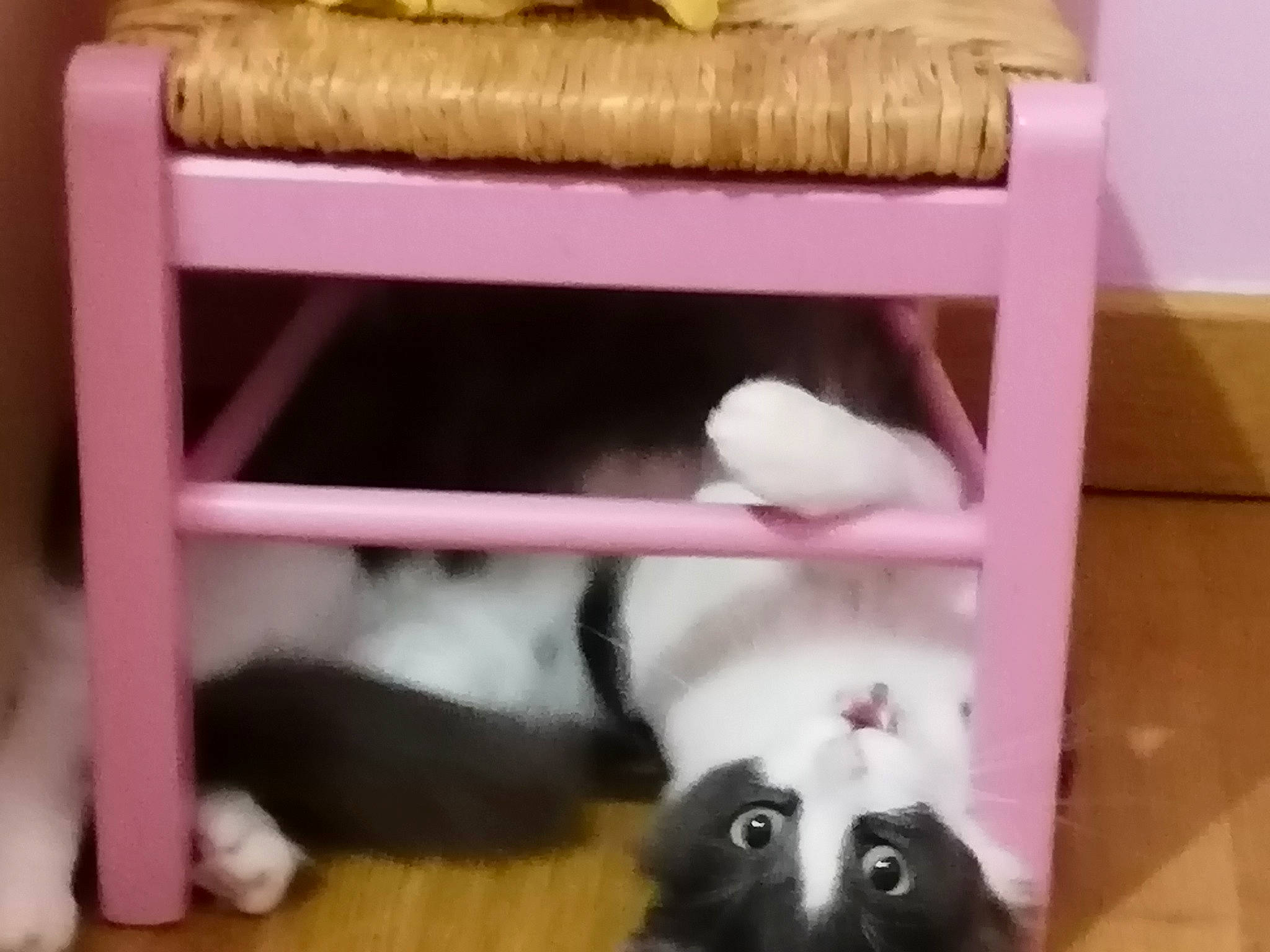 Baya a rejoint le concours — aidez-le/la à gagner de superbes lots ! carnivore, cat_supply, comfort, companion_dog, dog_breed, fawn, felidae, flooring, fur, hardwood, magenta, natural_material, pet_supply, room, shelf, shelving, small_to_medium_sized_cats, tail, white, wood