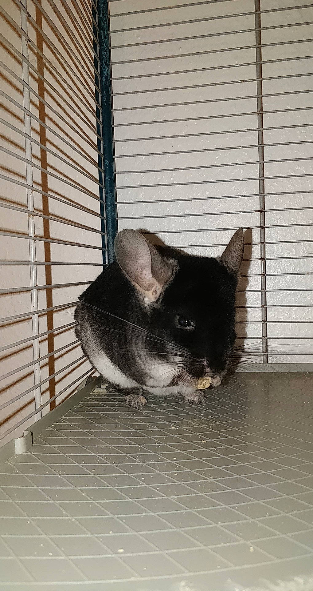 Choco a rejoint le concours — aidez-le/la à gagner de superbes lots ! cat, chinchilla, fawn, felidae, rat, rodent, small_to_medium_sized_cats, snout, tail, whiskers