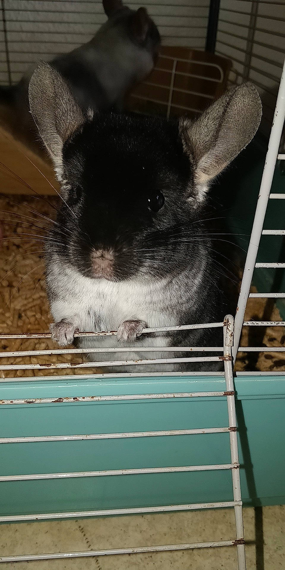 Choco participe au concours pour gagner de l'argent avec cette photo : animal_shelter, cage, chinchilla, domestic_rabbit, ear, fawn, hamster, mammal, rabbit, rabbits_and_hares, rodent, snout, whiskers