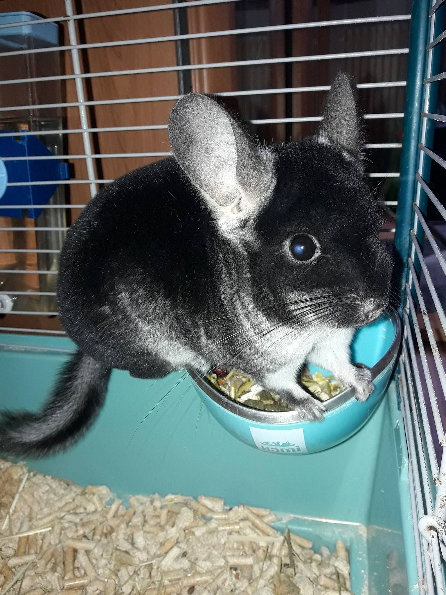 Choco a rejoint le concours — aidez-le/la à gagner de superbes lots ! animal_shelter, cage, chinchilla, degu, gerbil, mammal, muridae, rat, rodent, vertebrate, whiskers