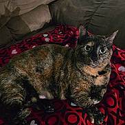 Roxy is registered to the contest to win money with this photo: cat, tortoiseshell_cat, pet, feline, animal, couch, blanket, red_blanket, indoors, living_room, relaxed, lying_down, sitting, green_eyes, whiskers, pointed_ears, fur, tortoiseshell, portrait, home