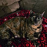 cat, tortoiseshell_cat, pet, feline, animal, couch, blanket, red_blanket, indoors, living_room, relaxed, lying_down, sitting, green_eyes, whiskers, pointed_ears, fur, tortoiseshell, portrait, home