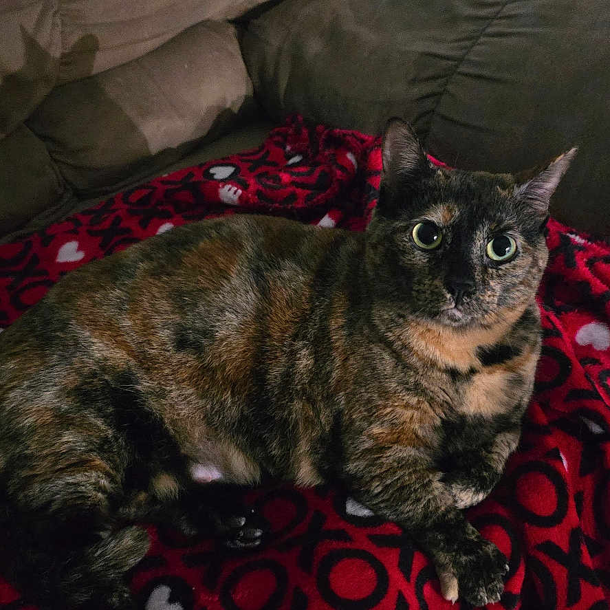 Roxy