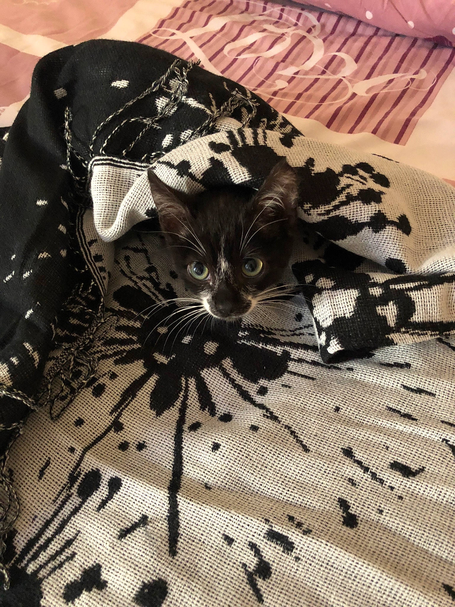 Oslo participe au concours pour gagner de l'argent avec cette photo : carnivore, cat, felidae, fur, illustration, kitten, sleeve, small_to_medium_sized_cats, t_shirt, textile, whiskers