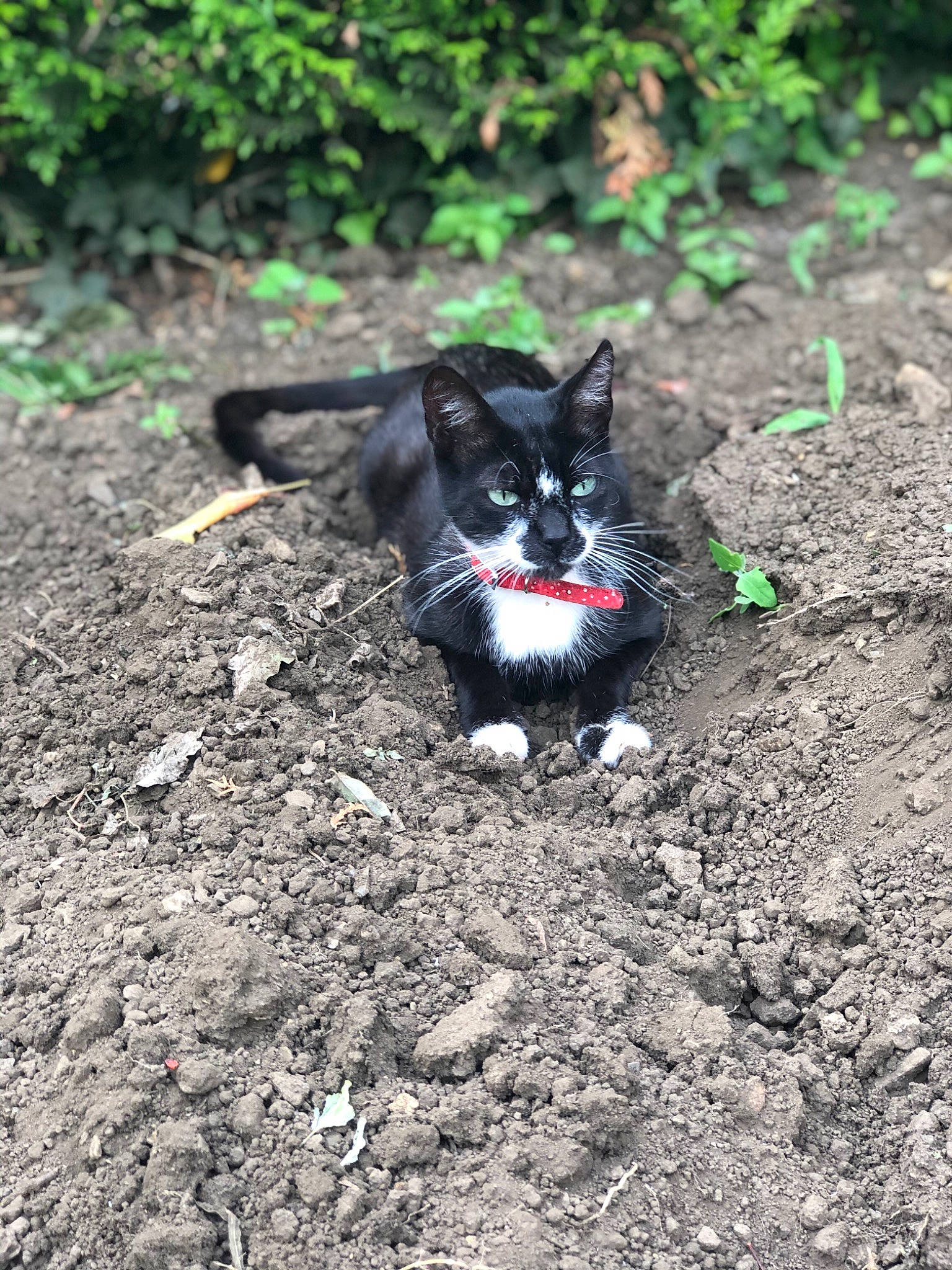 Oslo participe au concours pour gagner de l'argent avec cette photo : canidae, carnivore, cat, dog_breed, domestic_short_haired_cat, felidae, grass, organism, plant, small_to_medium_sized_cats, snout, soil, tree, whiskers