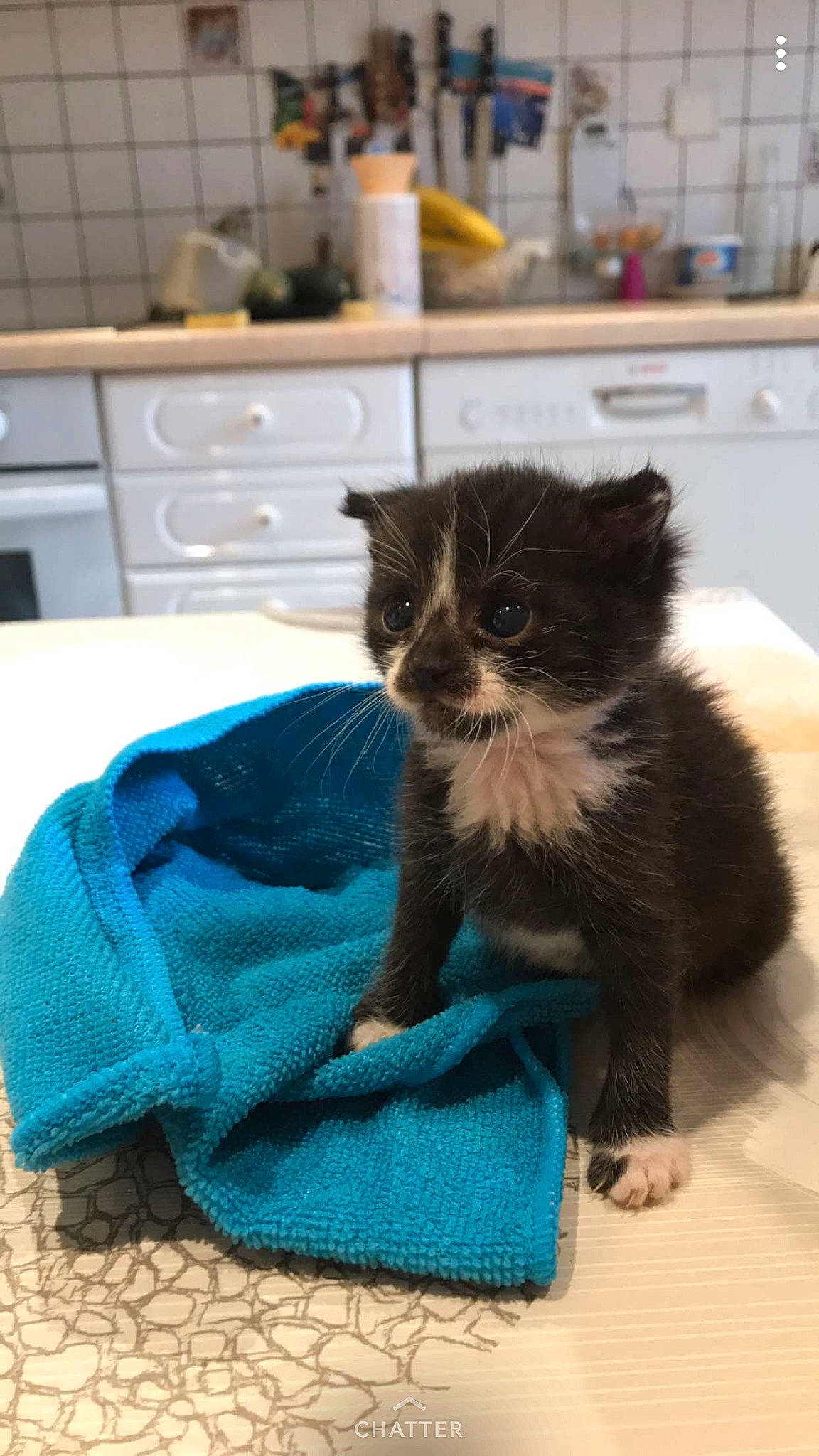 Oslo participe au concours pour gagner de l'argent avec cette photo : black_cat, canidae, carnivore, cat, claw, domestic_short_haired_cat, european_shorthair, felidae, fur, kitten, mammal, norwegian_forest_cat, paw, persian, polydactyl_cat, ragamuffin, small_to_medium_sized_cats, tail, whiskers