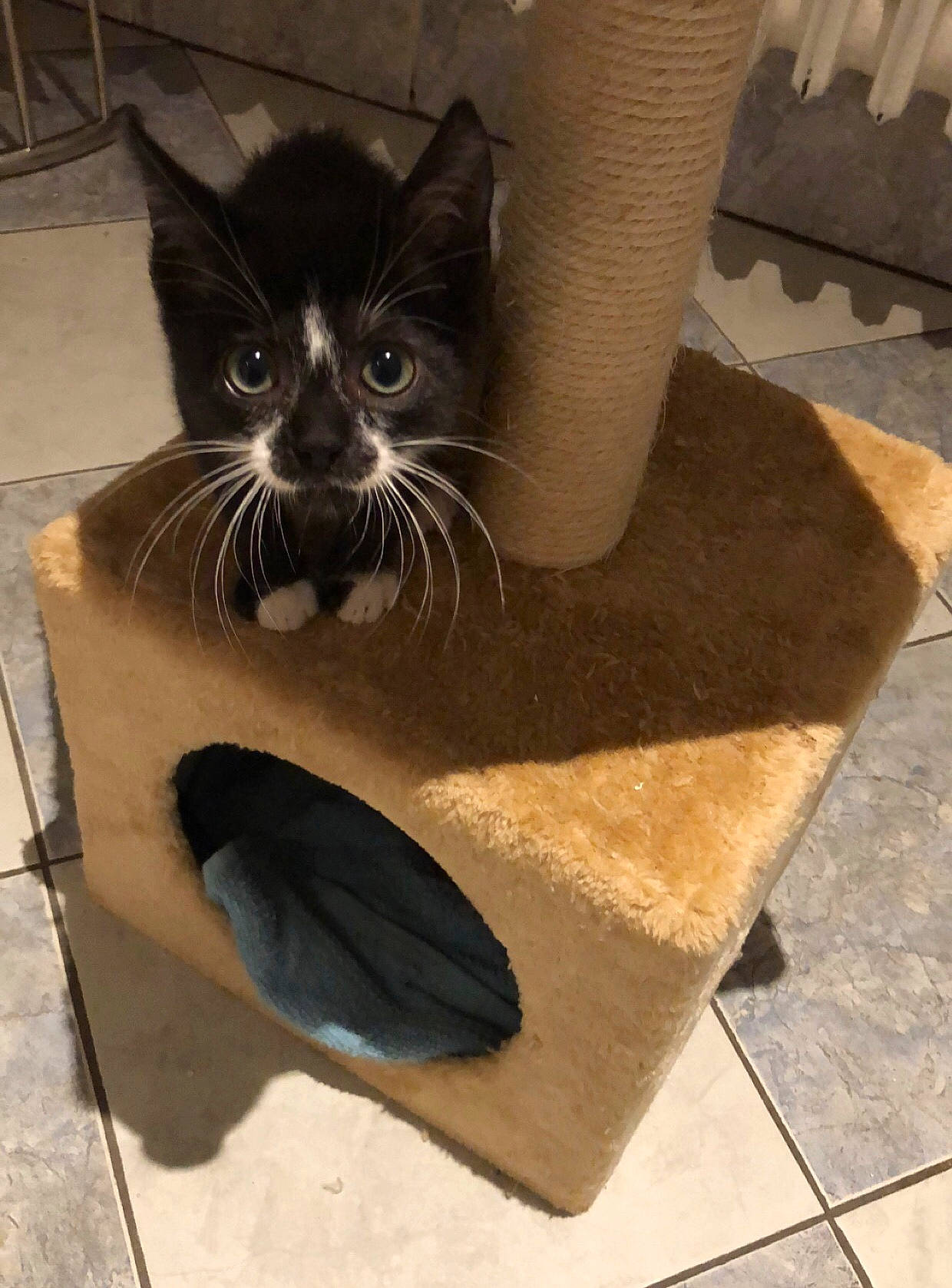 Oslo a rejoint le concours — aidez-le/la à gagner de superbes lots ! asian, black_cat, burmese, cardboard, carnivore, cat, domestic_short_haired_cat, felidae, korat, small_to_medium_sized_cats, whiskers