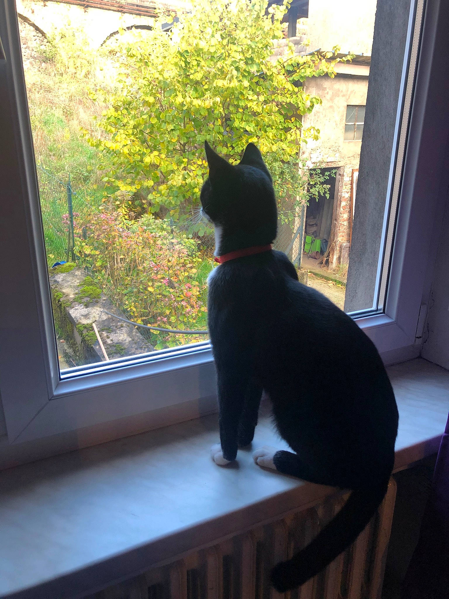 Oslo a rejoint le concours — aidez-le/la à gagner de superbes lots ! black_cat, canidae, carnivore, cat, domestic_short_haired_cat, door, felidae, home, house, plant, room, schipperke, sitting, small_to_medium_sized_cats, sunlight, tail, tree, whiskers, window