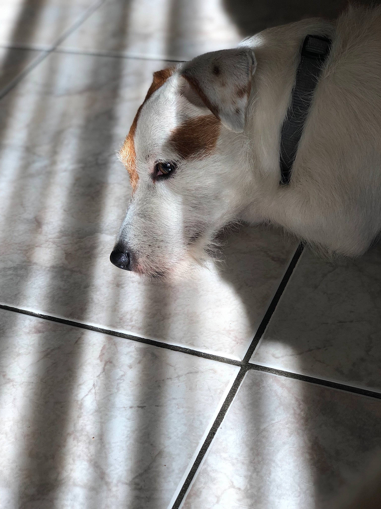 Jay-z a rejoint le concours — aidez-le/la à gagner de superbes lots ! canidae, carnivore, companion_dog, dog, dog_breed, fawn, jack_russell_terrier, mammal, parson_russell_terrier, russell_terrier, snout