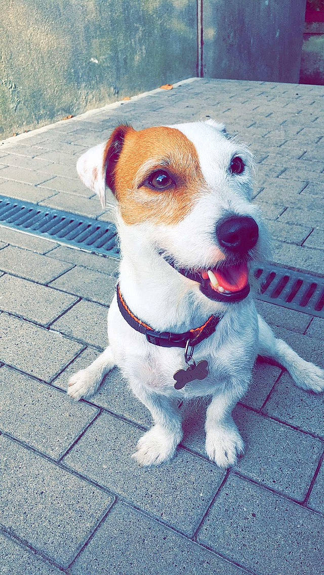 Jay-z a rejoint le concours — aidez-le/la à gagner de superbes lots ! canidae, carnivore, companion_dog, dog, dog_breed, irishjacks, jack_russell_terrier, mammal, miniature_fox_terrier, parson_russell_terrier, plummer_terrier, puppy, rare_breed_dog, russell_terrier, snout, terrier, vertebrate