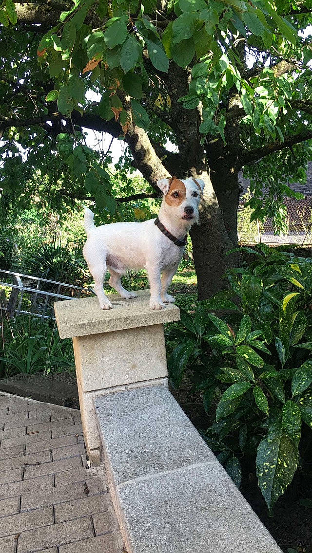 Jay-z participe au concours pour gagner de l'argent avec cette photo : backyard, canidae, carnivore, companion_dog, dog, dog_breed, fawn, fox_terrier, jack_russell_terrier, mammal, non_sporting_group, plant, puppy, tail, vertebrate