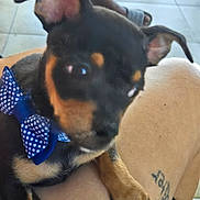 Benjamin is registered to the contest to win money with this photo: puppy, dog, bow_tie, pet, animal, close_up, tattoo, leg, floor, tile, footwear, slippers, indoor, cute, blurred, black_and_tan, paw, person, home, companion