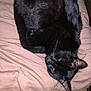 black_cat, cat, pet, indoor, blanket, resting, fur, whiskers, animal, cozy, sleepy, pink_blanket, feline, cute, domestic_animal, relaxed, soft_texture, curled_up, yellow_eyes, close_up