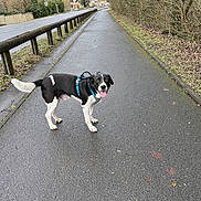 Paddy a rejoint le concours — aidez-le/la à gagner de superbes lots ! animal, black_and_white, canine, dog, guardrail, happy, harness, leafless, nature, outdoor, overcast, pavement, pet, road, rural, sidewalk, tongue_out, trees, walking_path, winter