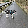 animal, black_and_white, canine, dog, guardrail, happy, harness, leafless, nature, outdoor, overcast, pavement, pet, road, rural, sidewalk, tongue_out, trees, walking_path, winter