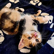 Ambre a rejoint le concours — aidez-le/la à gagner de superbes lots ! kitten, calico, cat, pet, animal, feline, cute, lying_down, blanket, navy_blue, white_pattern, fur, whiskers, ears, pink_nose, playful, curious, indoor, soft, cozy