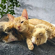 Garfield a rejoint le concours — aidez-le/la à gagner de superbes lots ! cat, guinea_pig, pet, cuddling, orange_cat, small_pet, indoor, blanket, fur, close_up, resting, sleepy, whiskers, paw, houseplant, cozy, companion, cute, portrait, soft_texture