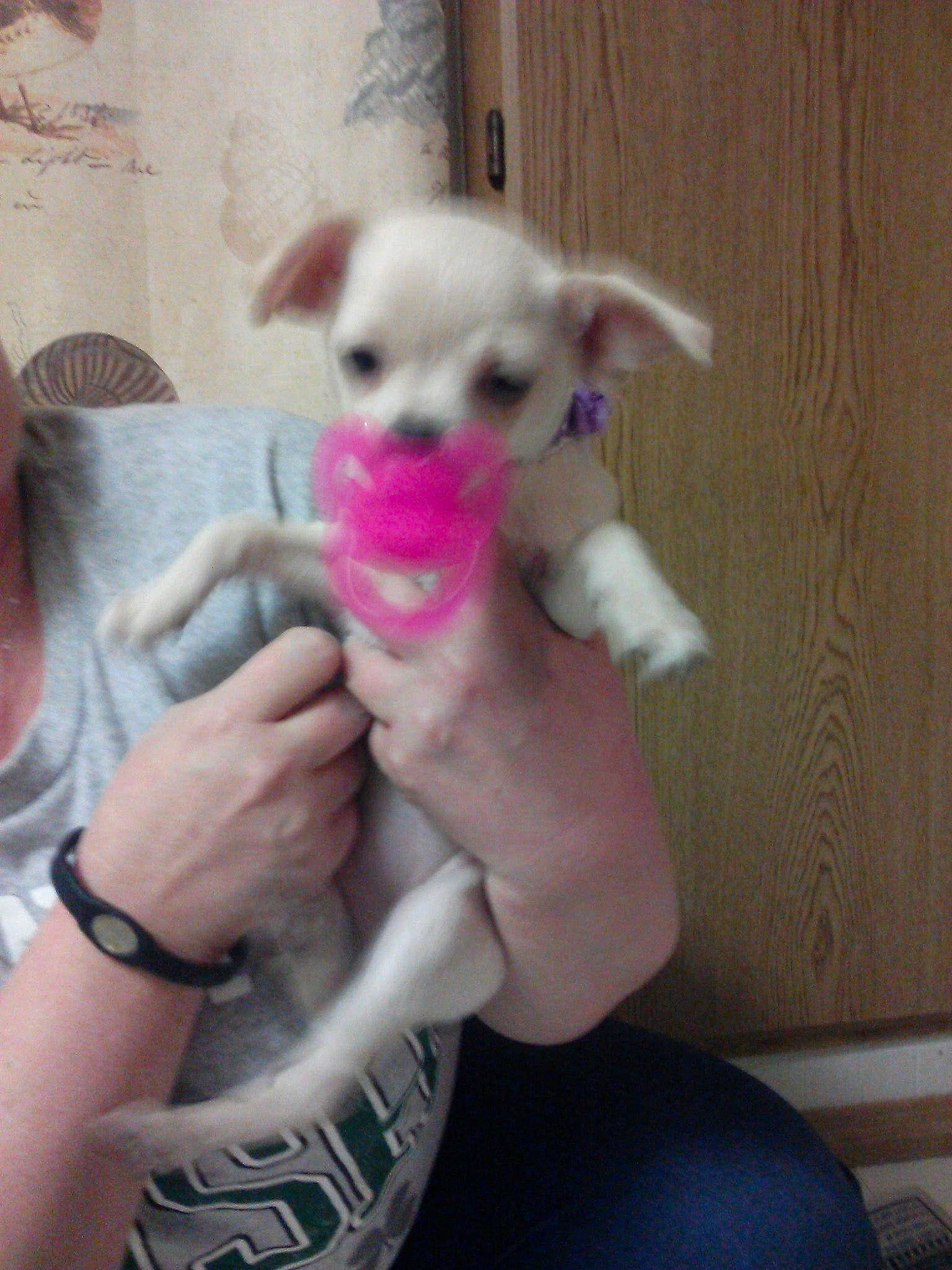 Emily Jade is registered to the contest to win money with this photo: arm, carnivore, companion_dog, dog, dog_breed, dog_supply, ear, fawn, felidae, finger, gesture, hand, nail, small_to_medium_sized_cats, stuffed_toy, tail, thumb, toy, toy_dog, whiskers