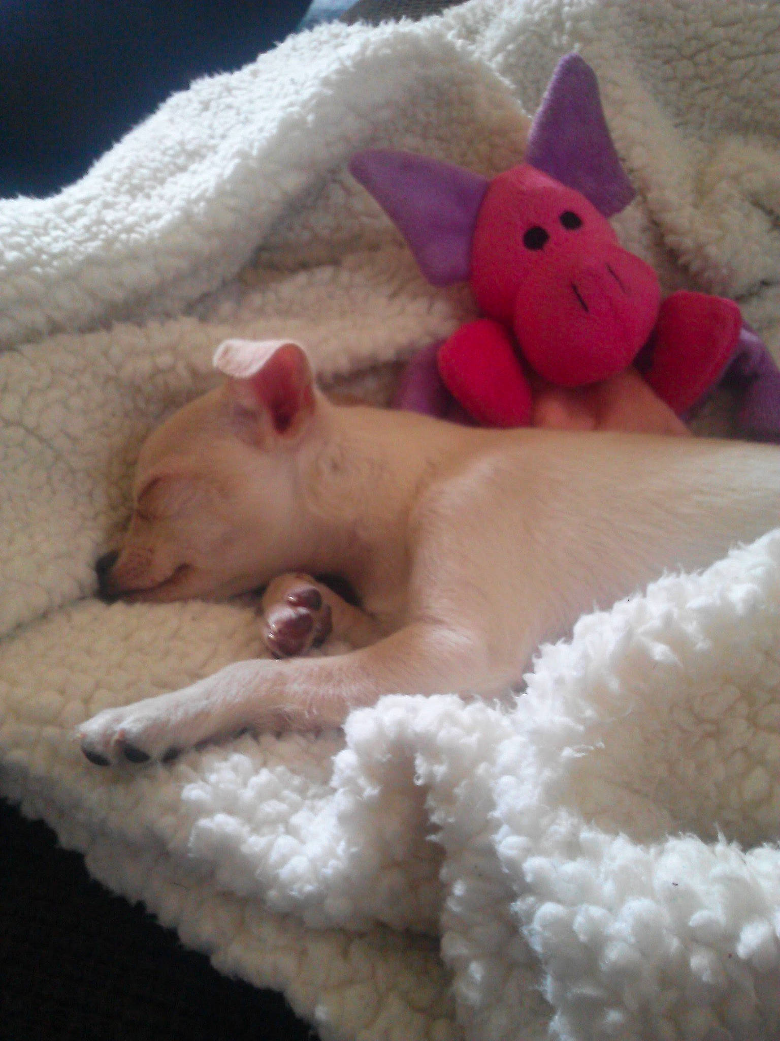 Emily Jade is registered to the contest to win money with this photo: bedding, carmine, child, comfort, fawn, flesh, foot, fur, linens, mammal, nail, paw, pink, room, snout, stuffed_toy, toy, vertebrate, white, wool