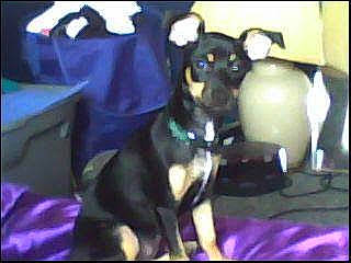 Holly Mae joined the competition — help win amazing prizes! canidae, carnivore, chair, companion_dog, dog, dog_breed, electric_blue, font, fur, guard_dog, magenta, non_sporting_group, purple, rectangle, room, terrestrial_animal, toy_dog, violet, working_animal, working_dog