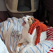 Spicy is registered to the contest to win money with this photo: cat, yawning, knitted_hat, orange, blanket, striped_blanket, indoor, pet, feline, cute, cozy, resting, soft_texture, white_cat, calico, animal, home, cute_pet, comfy, relaxed
