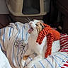 cat, yawning, knitted_hat, orange, blanket, striped_blanket, indoor, pet, feline, cute, cozy, resting, soft_texture, white_cat, calico, animal, home, cute_pet, comfy, relaxed