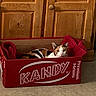 Spicy joined the competition — help win amazing prizes! cat, calico_cat, cardboard_box, red_box, wooden_cabinets, indoor, carpet, cozy, pet, animal, feline, relaxed, looking_at_camera, container, home_interior, red_cloth, floor, domestic, curious, resting