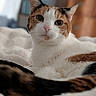 Spicy joined the competition — help win amazing prizes! cat, calico, pet, animal, feline, fur, whiskers, indoor, blanket, soft, bedroom, relaxed, closeup, portrait, cute, eyes, tail, resting, cozy, domestic