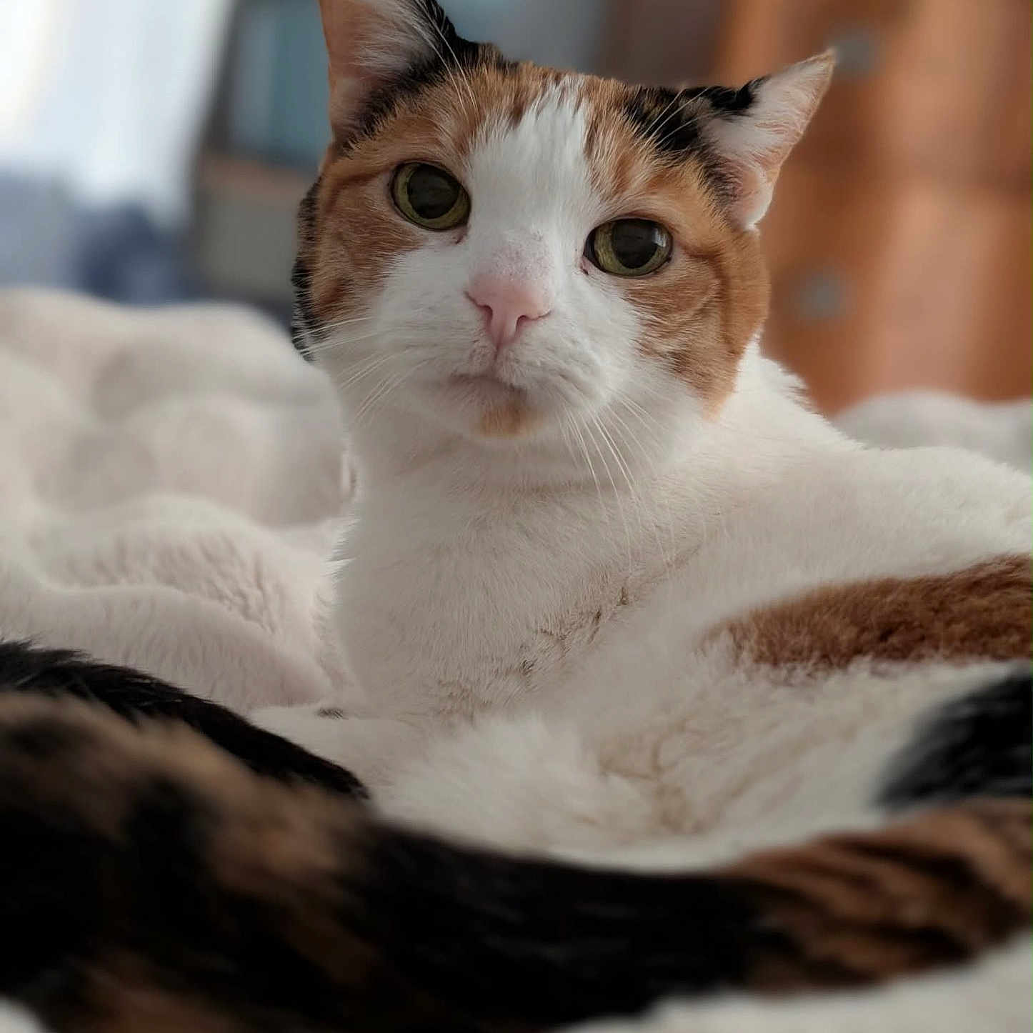 Spicy joined the competition — help win amazing prizes! cat, calico, pet, animal, feline, fur, whiskers, indoor, blanket, soft, bedroom, relaxed, closeup, portrait, cute, eyes, tail, resting, cozy, domestic