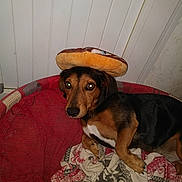 Kooky a rejoint le concours — aidez-le/la à gagner de superbes lots ! dog, bed, blanket, plush, indoor, pet, brown, black, fur, animal, canine, resting, looking, cute, toy, fabric, wall, floor, relaxed, cozy