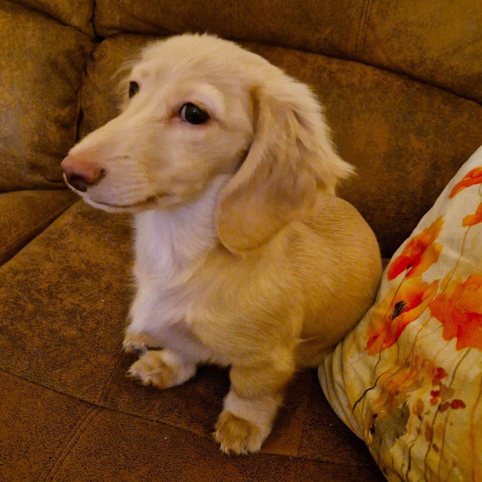 Gracie joined the competition — help win amazing prizes! animal, brown_couch, close_up, companion, cozy, cute, dachshund, dog, domestic_animal, ears, floral_pillow, fur, indoor, looking_away, pet, puppy, side_view, sitting, small_dog, young_dog
