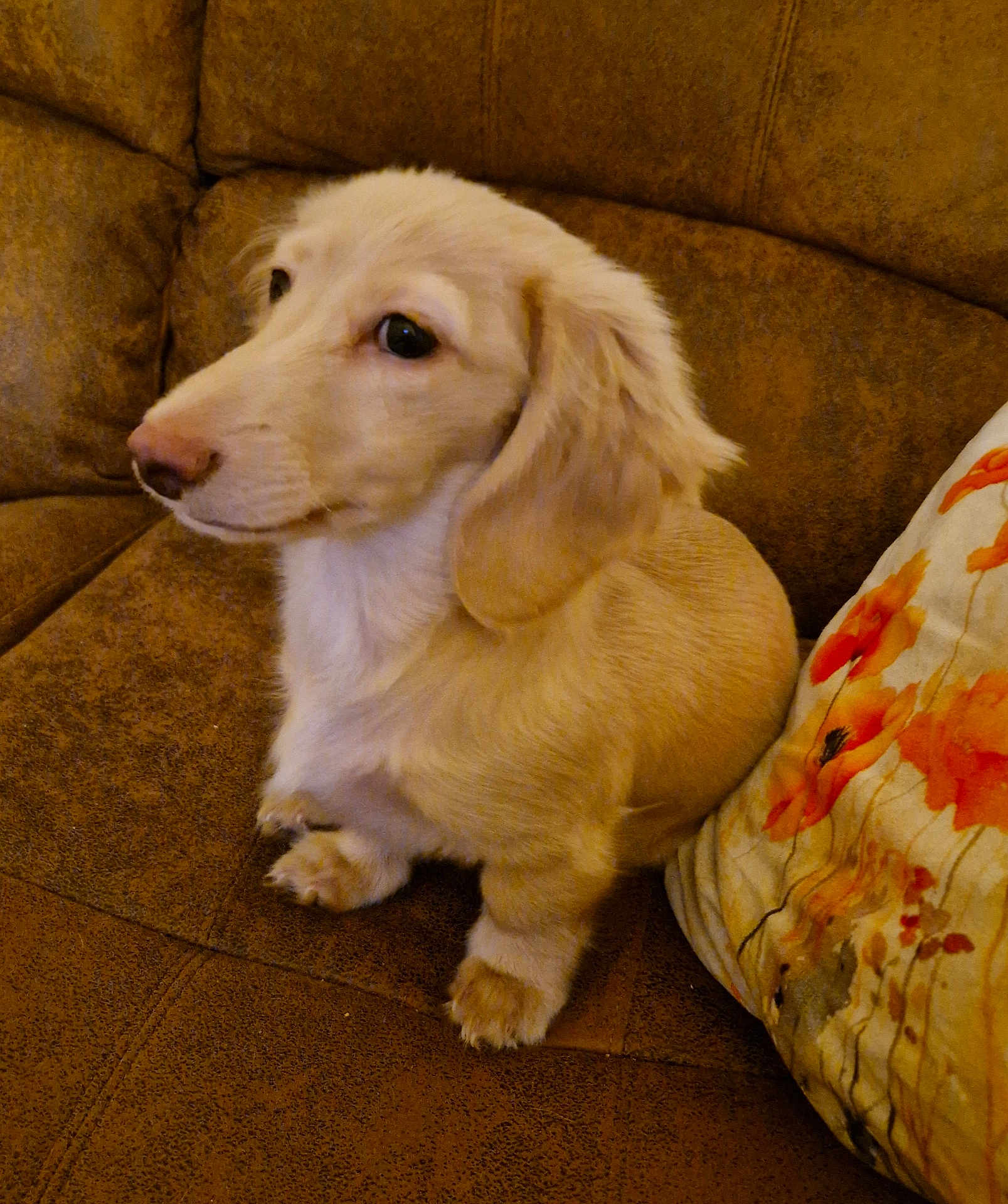 Gracie joined the competition — help win amazing prizes! dog, puppy, dachshund, pet, animal, cute, brown_couch, indoor, floral_pillow, fur, ears, sitting, close_up, side_view, domestic_animal, companion, young_dog, looking_away, small_dog, cozy
