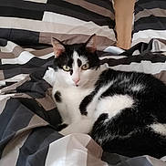 Pedro a rejoint le concours — aidez-le/la à gagner de superbes lots ! animal, bed, bedding, black_and_white, cat, comfortable, cute, domestic, ears, eyes, feline, fur, home, indoor, pet, relaxed, resting, sleeping_area, striped, whiskers