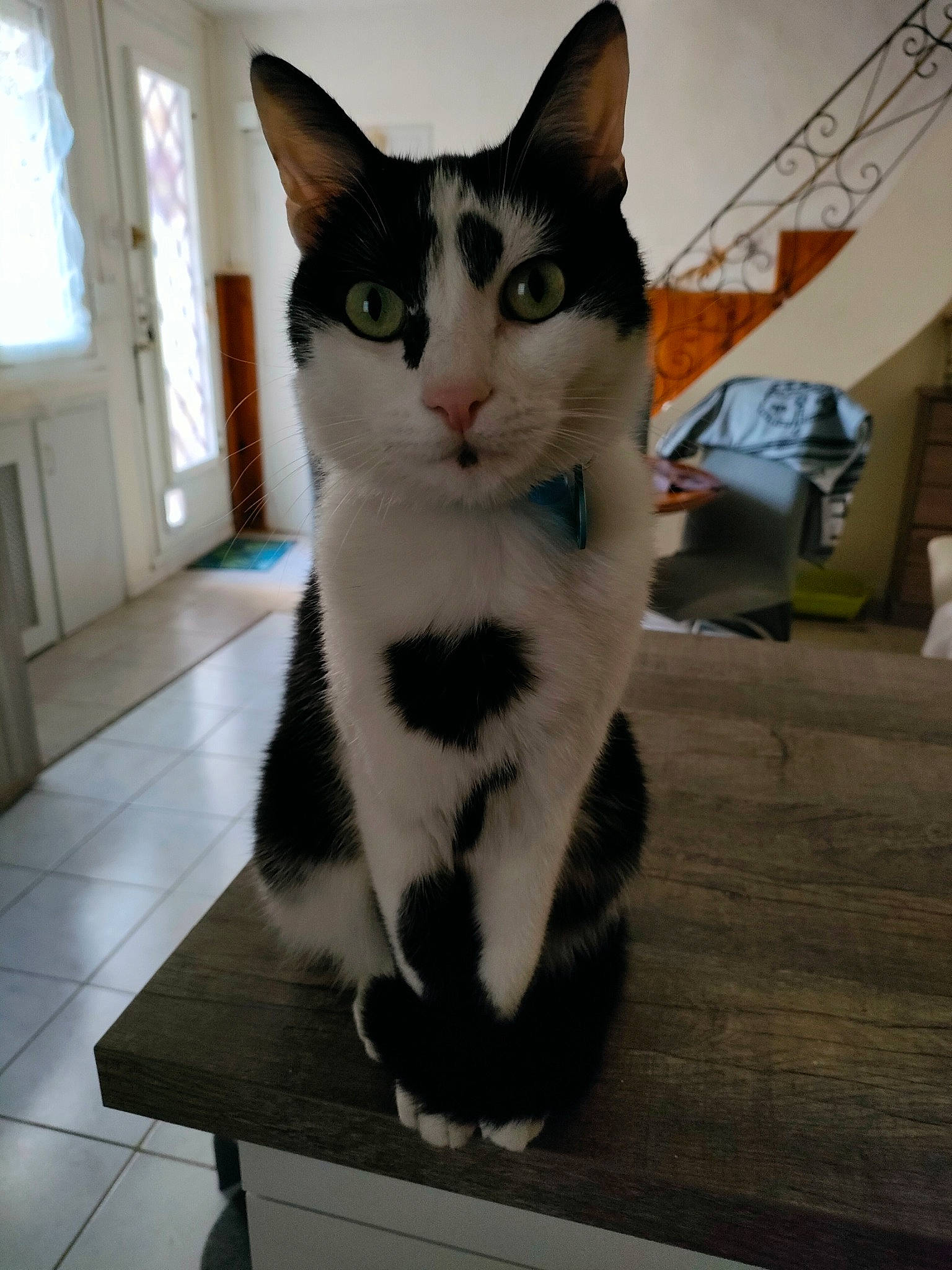 Pedro a rejoint le concours — aidez-le/la à gagner de superbes lots ! carnivore, cat, domestic_short_haired_cat, eye, felidae, flooring, fur, hair, hardwood, head, houseplant, iris, paw, peripheral, sitting, small_to_medium_sized_cats, snout, tail, whiskers, window