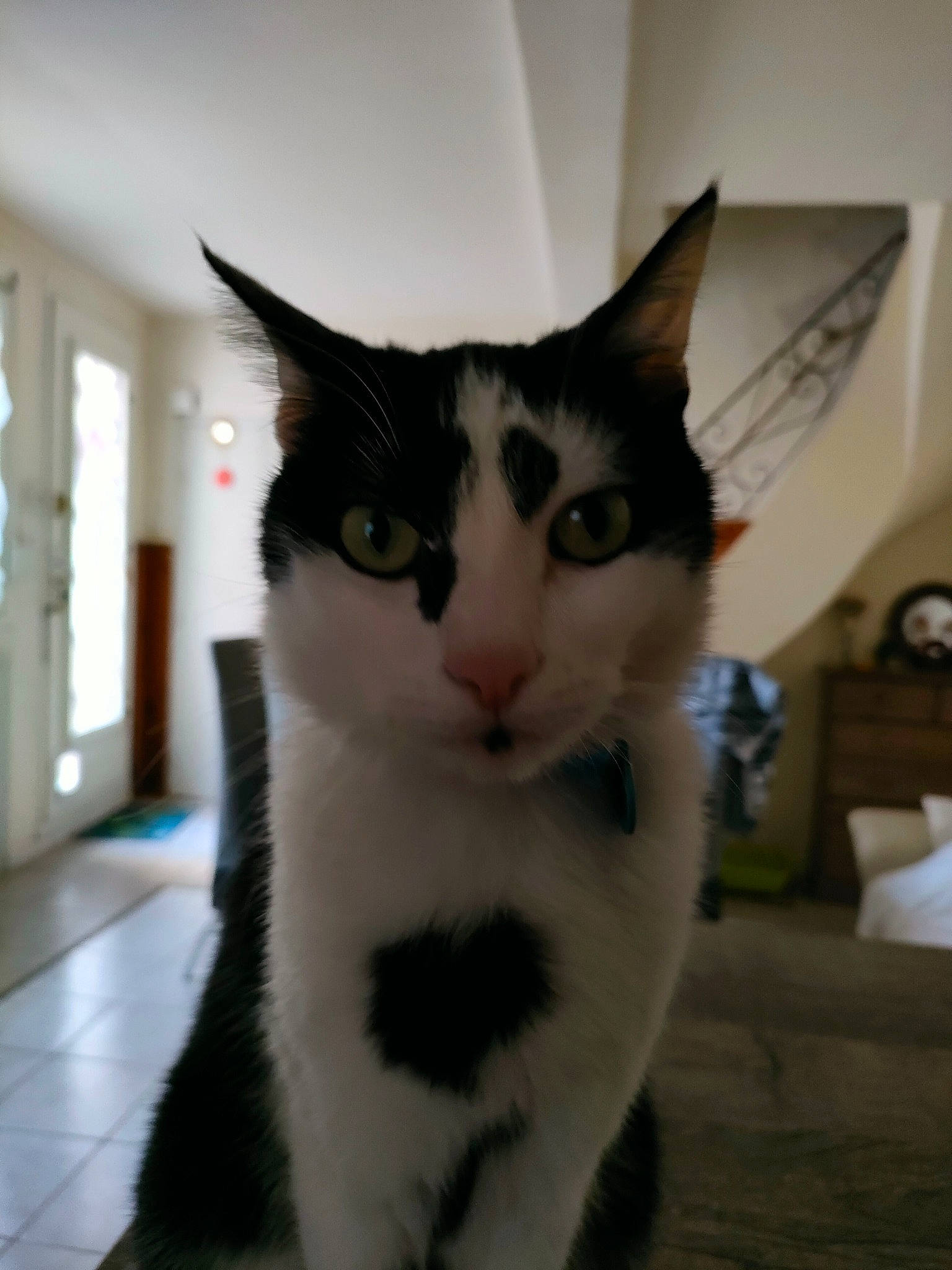 Pedro a rejoint le concours — aidez-le/la à gagner de superbes lots ! carnivore, cat, domestic_short_haired_cat, eye, felidae, fur, head, iris, paw, small_to_medium_sized_cats, snout, tail, terrestrial_animal, whiskers, window