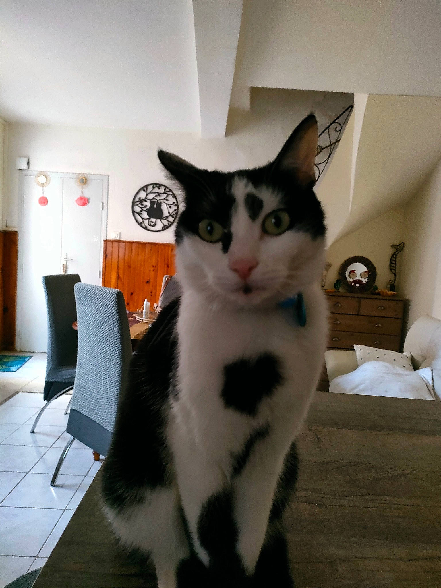 Pedro participe au concours pour gagner de l'argent avec cette photo : carnivore, cat, chair, comfort, domestic_short_haired_cat, felidae, flooring, fur, hardwood, paw, pillow, room, small_to_medium_sized_cats, snout, tail, whiskers