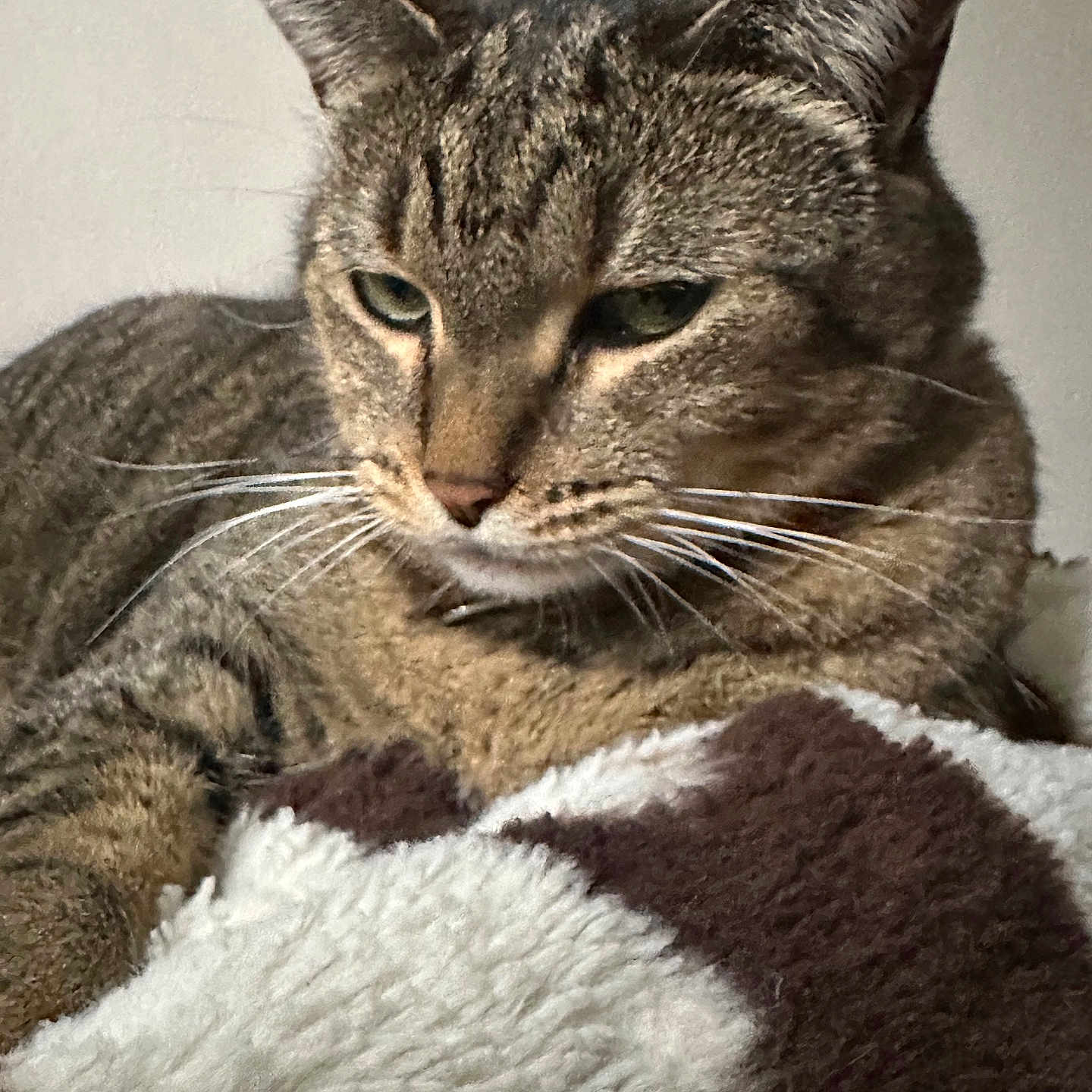 Buttercup joined the competition — help win amazing prizes! cat, tabby_cat, pet, animal, feline, whiskers, ears, fur, close_up, resting, blanket, soft_texture, indoor, sleepy, cute, mammal, domestic_animal, face, portrait, cozy