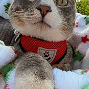 Bosko is registered to the contest to win money with this photo: cat, tabby, pet, animal, feline, portrait, close_up, wide_eyes, whiskers, ears, paw, red_harness, collar, blanket, fluffy, outdoor, nature, sunlight, greenery, photography