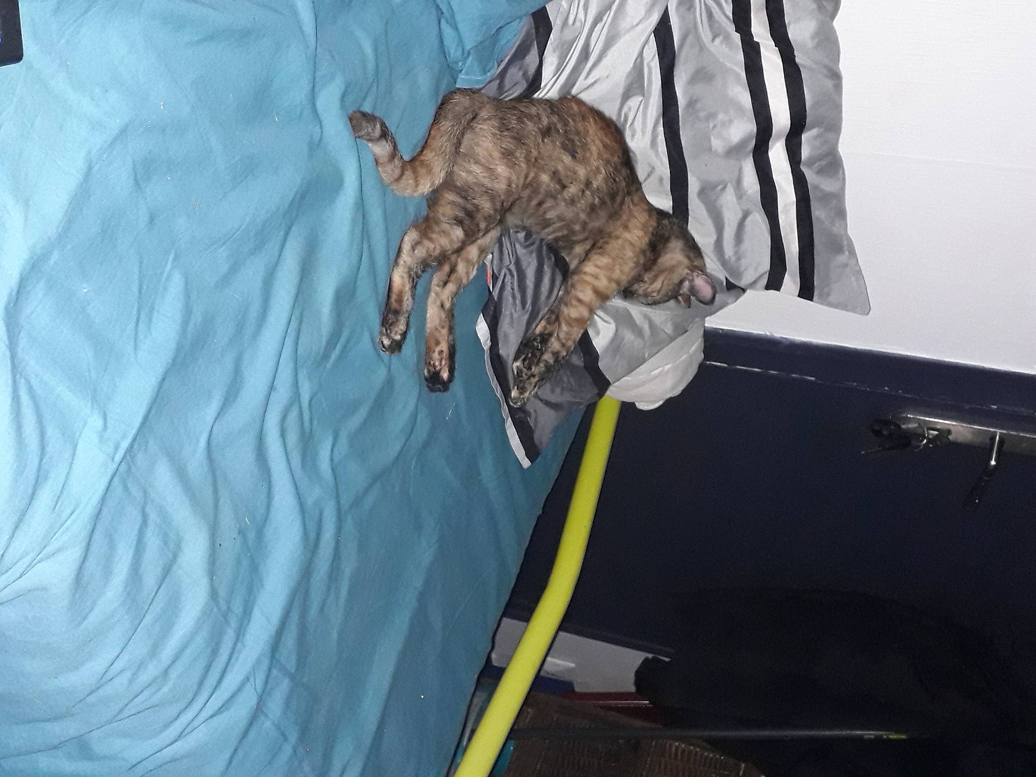 Tyka a rejoint le concours — aidez-le/la à gagner de superbes lots ! bed, canidae, carnivore, cat, claw, comfort, dog_breed, elbow, event, felidae, fur, hood, linens, recreation, small_to_medium_sized_cats, sporting_group, tail, terrestrial_animal, whiskers, wildlife