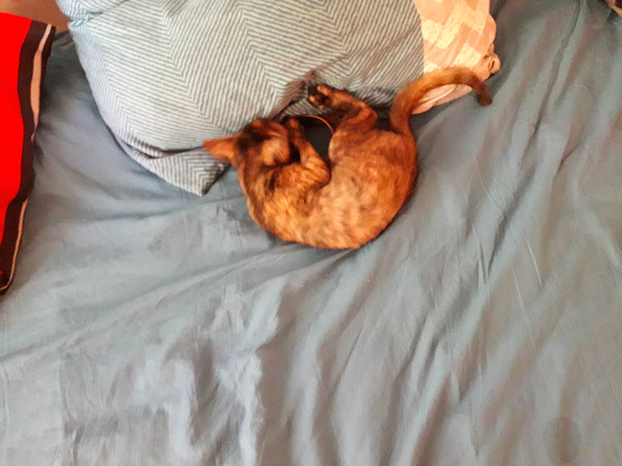 Tyka a rejoint le concours — aidez-le/la à gagner de superbes lots ! abdomen, bed, bedding, canidae, carnivore, comfort, companion_dog, dog_breed, ear, felidae, fur, gesture, hand, linens, orange, sleeve, small_to_medium_sized_cats, sporting_group, whiskers, wood