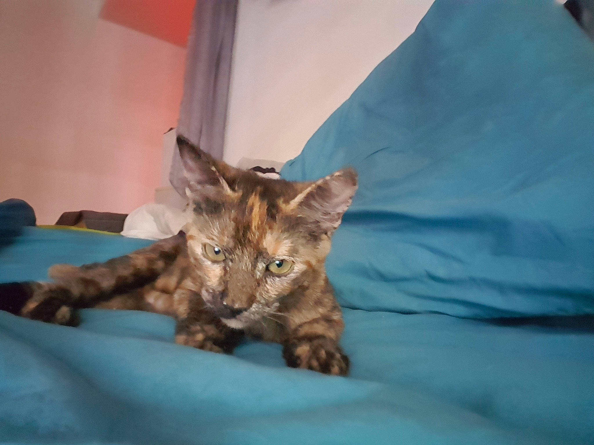 Tyka participe au concours pour gagner de l'argent avec cette photo : bed, bedding, carnivore, cat, claw, comfort, domestic_short_haired_cat, fawn, felidae, fur, linens, nap, paw, room, small_to_medium_sized_cats, snout, tail, terrestrial_animal, whiskers, wildlife