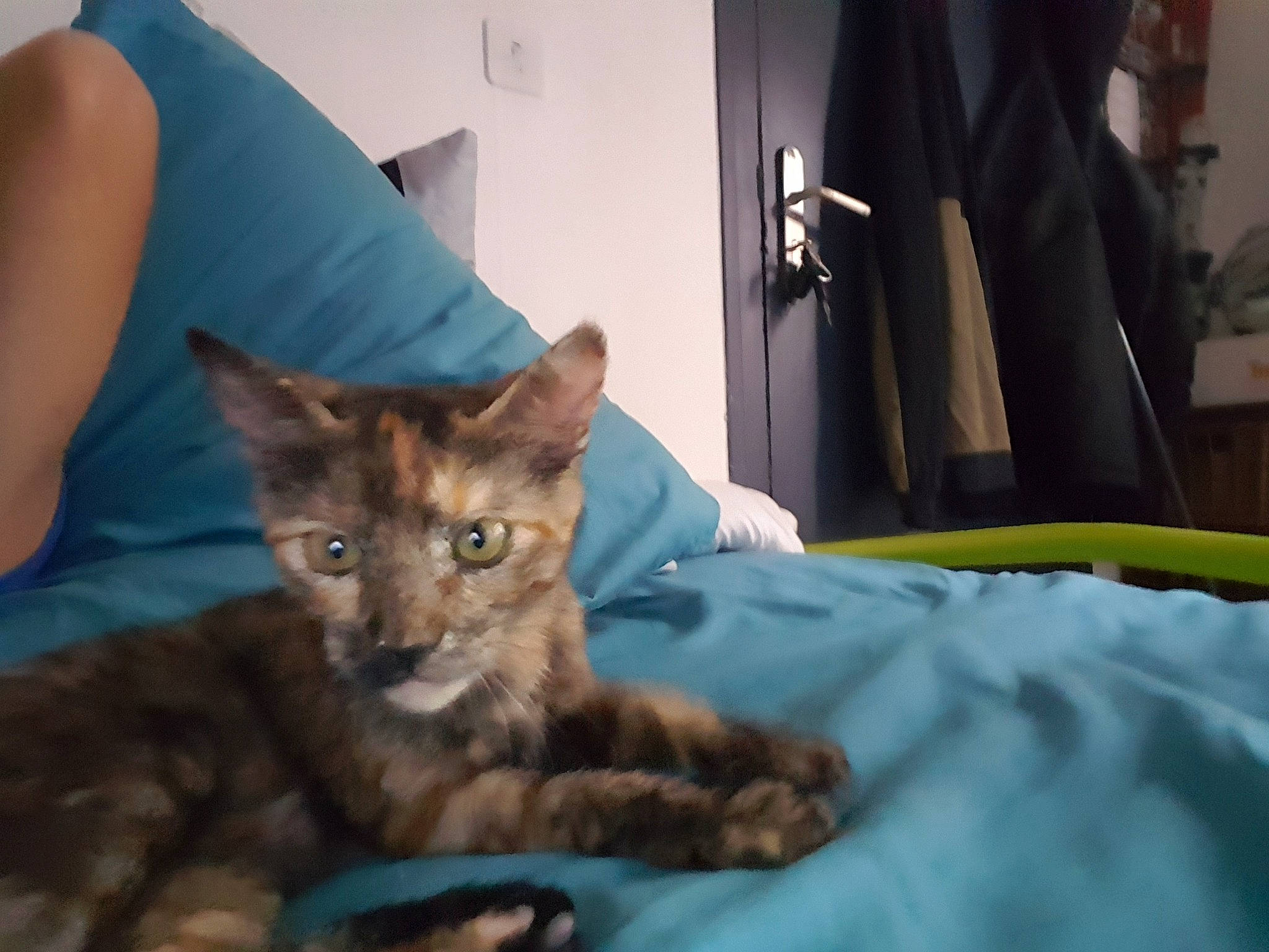 Tyka participe au concours pour gagner de l'argent avec cette photo : bed, bedding, carnivore, cat, comfort, domestic_short_haired_cat, fawn, felidae, fur, linens, room, sitting, small_to_medium_sized_cats, tail, whiskers, wildlife