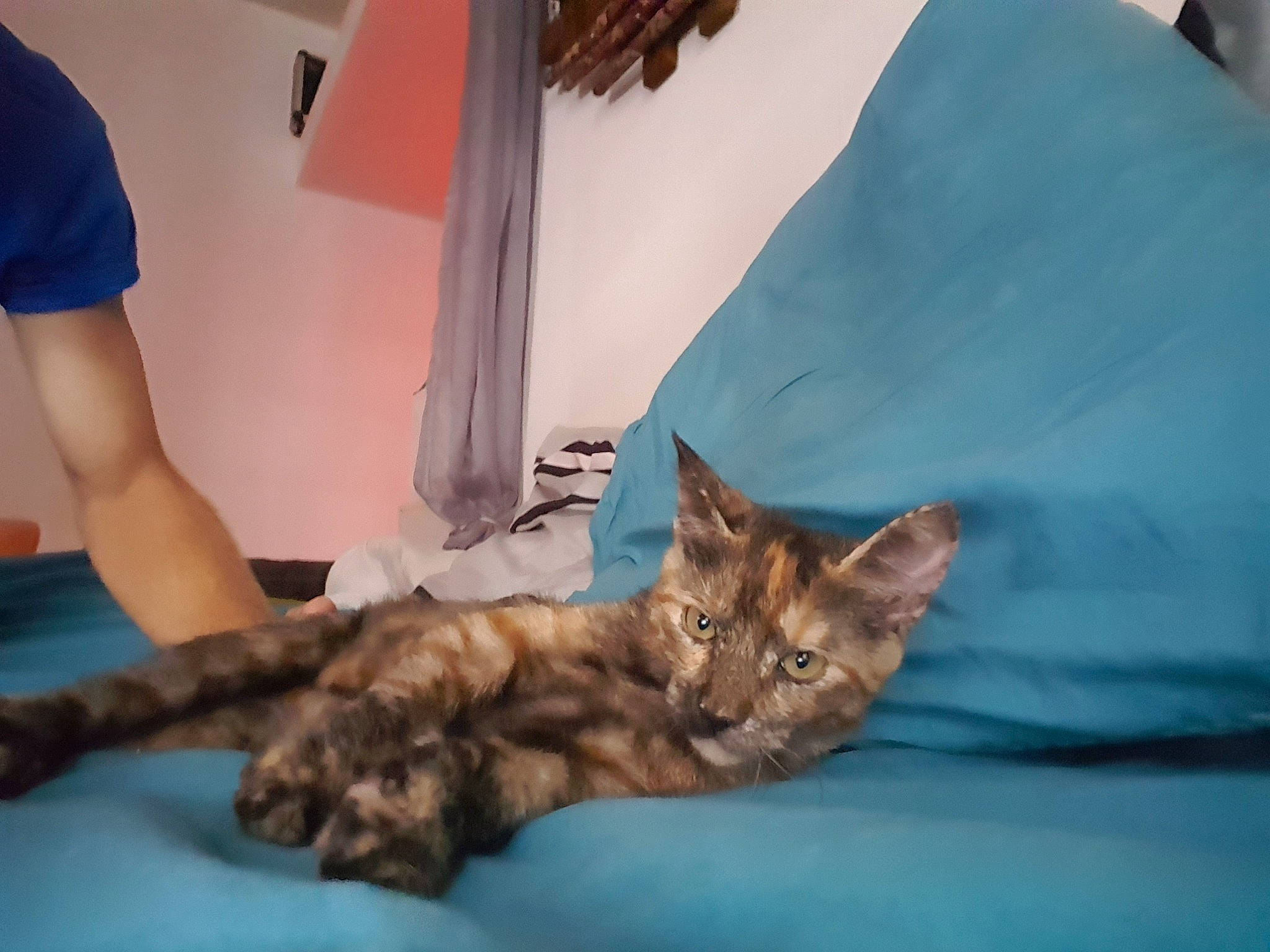 Tyka participe au concours pour gagner de l'argent avec cette photo : bed, bedding, carnivore, cat, claw, comfort, domestic_short_haired_cat, fawn, felidae, fur, gesture, human_leg, linens, nap, paw, room, shorts, small_to_medium_sized_cats, tail, whiskers