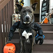 Yami joined the competition — help win amazing prizes! dog, costume, halloween, pumpkin, bucket, steps, wooden, decoration, skeleton, sign, black, white, orange, spooky, festive, pet, animal, outdoor, sit, funny
