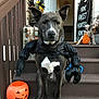 dog, costume, halloween, pumpkin, bucket, steps, wooden, decoration, skeleton, sign, black, white, orange, spooky, festive, pet, animal, outdoor, sit, funny